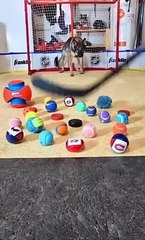 Dog Training: highly skilled goalie in training. Highly Intelligent