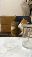 Furry Fun: Hilarious Two Cats Playing With Love