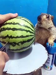 Fun with viver.... Waooo