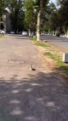 kucing main di luar