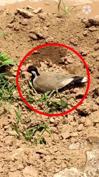 Titahari bird ko bachaya |  titahari bird sound | titahari | टिटहरी