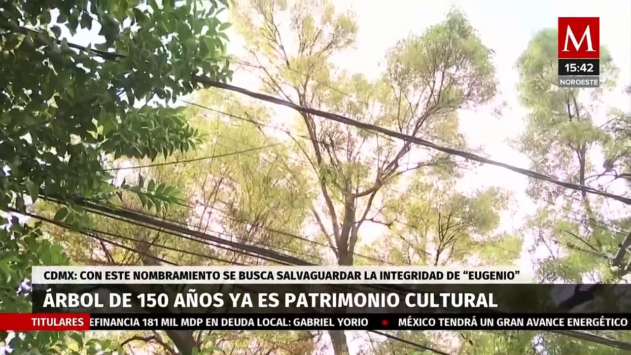 En CdMx, nombran árbol de 150 años como patrimonio cultural