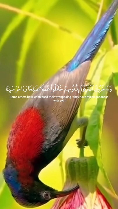 Tiawat.e. quran  and Beautyfull bird vedio