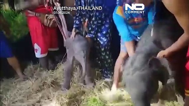 ولادة نادرة لفيلين توأم في تايلاند