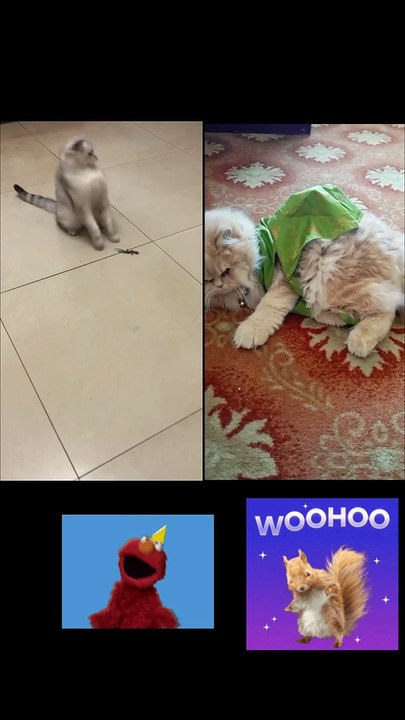 Cat in dress 