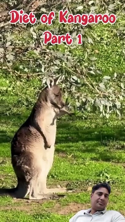 Kangaroos marsupials mammals | About diet of kangaroo (part 1) - video ...