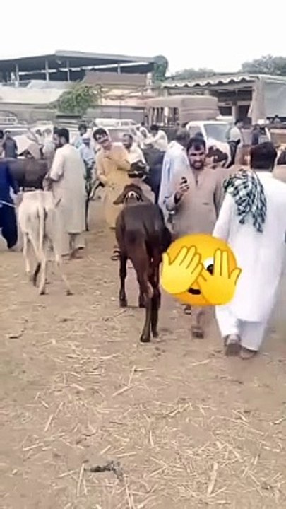 Funny cow kick
