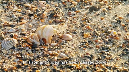 Is It Really The Ocean We Hear In That Conch Shell ? Mystery Solved !