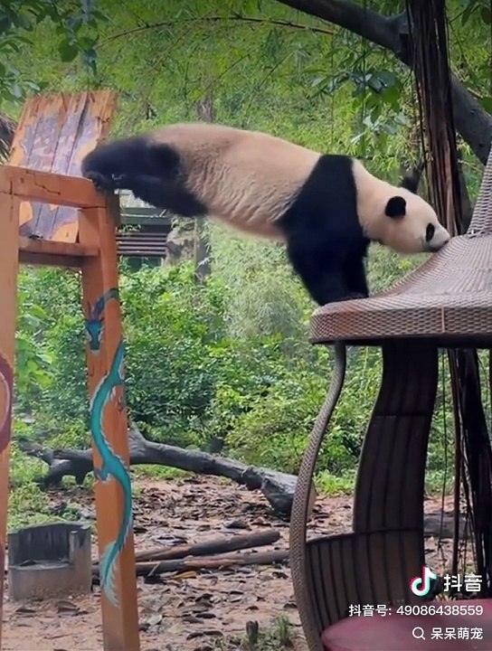 Panda video