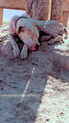 Bully Dog In Punjab | Pakistani Bully Kutta.#kutta #bully #whitedog