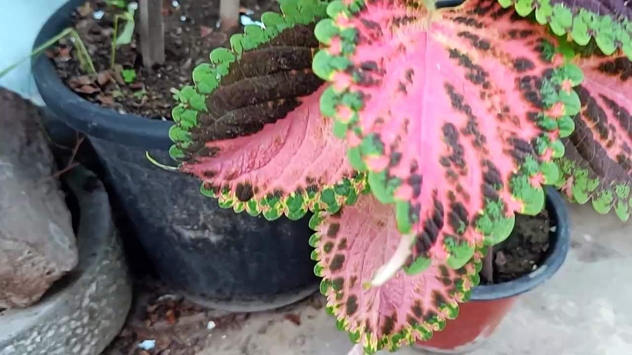 Juniper Air Layering Part 2