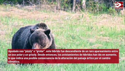 El crecimiento de las especies híbridas se debe al calentamiento global