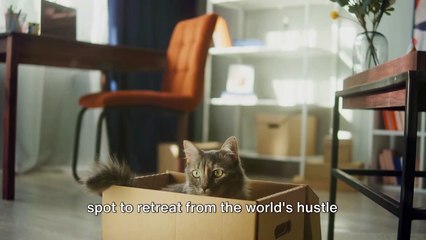 Boxed In - A Cat's Fascination with Boxes !