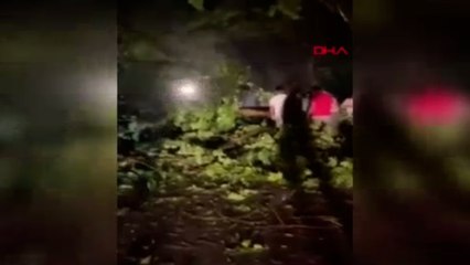 Bartın’da kuvvetli rüzgar; ağaçlar yola devrildi
