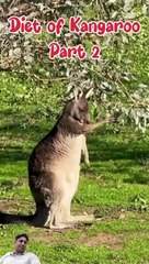 Kangaroo marsupials mammals | kangaroo diet (part 2)