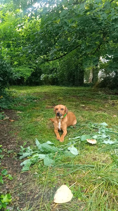 spot the dog
