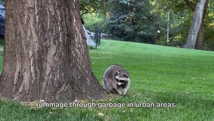 Raccoon Rituals: Why Do Racoons "Wash Their Food" ?
