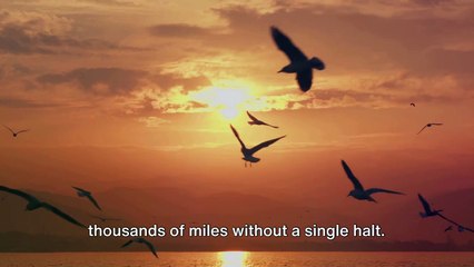 Migratory Birds' Unbelievable Longest Nonstop Flight !