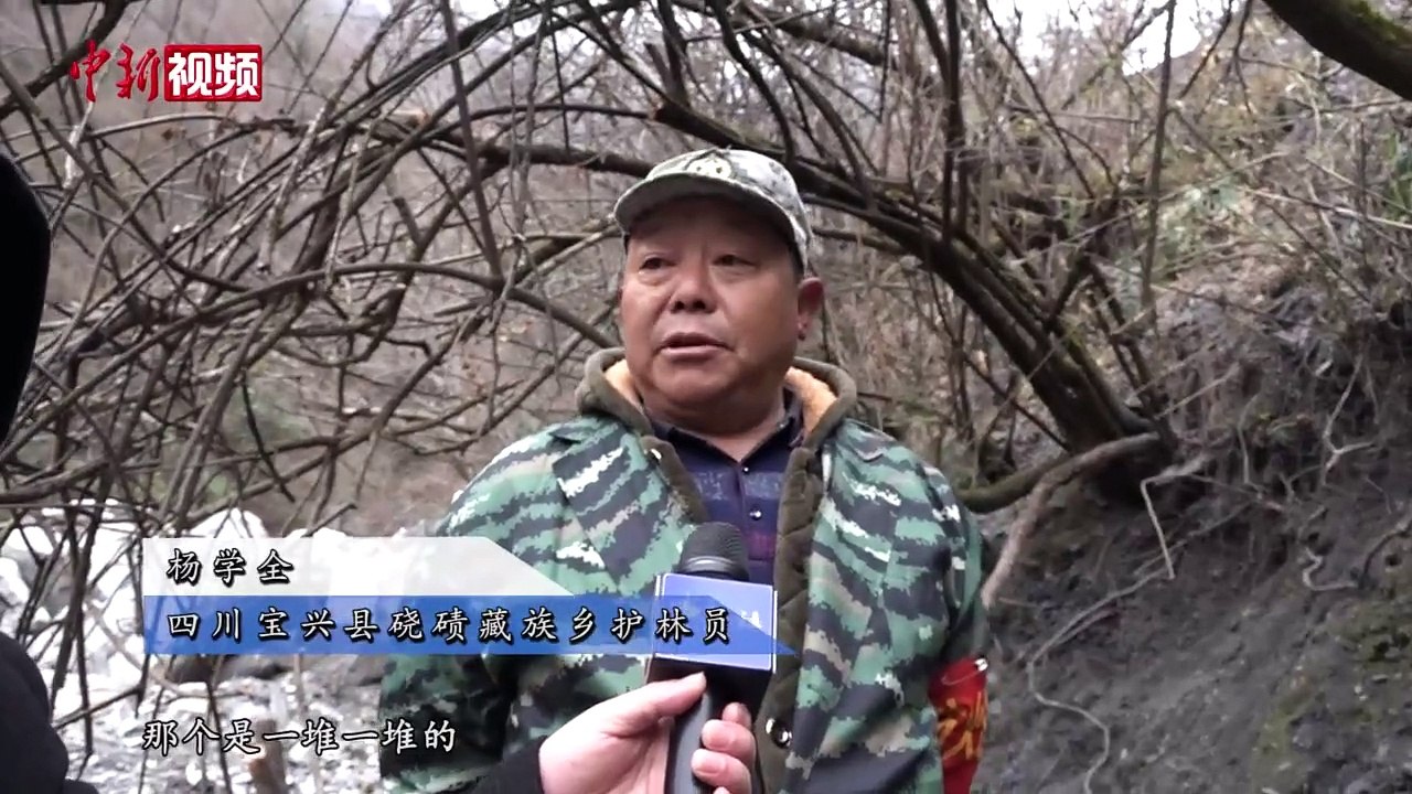 protect giant panda