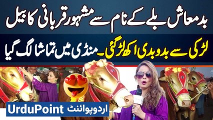 Badmash Billa Ke Name Se Famous Qurbani Ka Bail - Anchor Se Bado Badi Akh Lar Gai - Mandi Me Tamasha