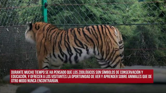 Animales de zoológico mueren por problemas relacionados con el cautiverio