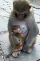 Love monkey pet video | Monkey video today | pet monkey videos | cute monkey video | animal monkey videos |