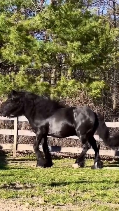 so beautiful horse while jumping