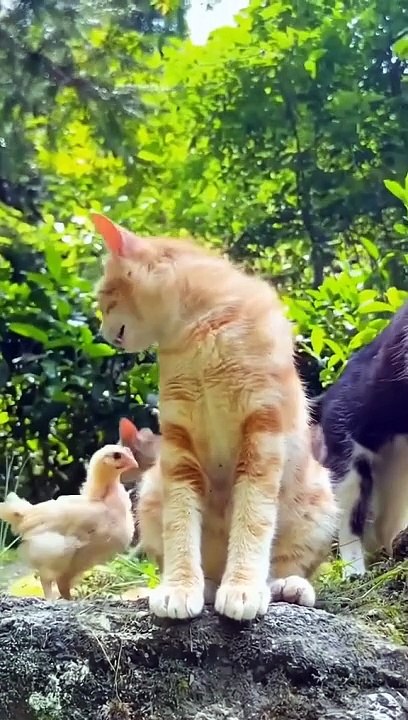 Cute and Funny Cat Videos Compilation