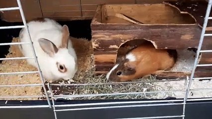 our last set of guinea pigs and our last rabbit