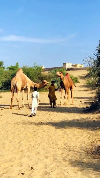 Camels