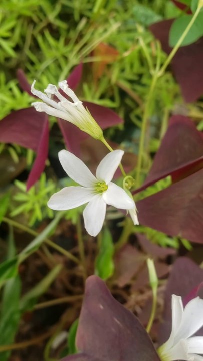 From flower to flower