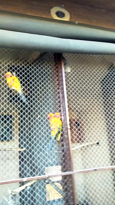 in to the birds #shorts #viral #trending #foryou #tiktok #delicious #gaming #reels#dailymotion #France #Pakistan #Algeria #India #USA #Iran #entertainment #tour #fun