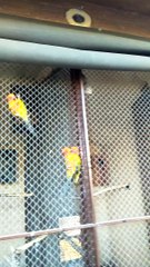 in to the birds #shorts #viral #trending #foryou #tiktok #delicious #gaming #reels#dailymotion #France #Pakistan #Algeria #India #USA #Iran #entertainment #tour #fun