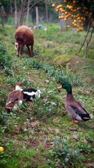 Delicious Walnut Kuku Aghouz Recipe 🥧 | Rural Cuisine