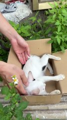 Save_cat#viral_#trending_#cat(720p)