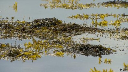 Cultivating algae to tackle the climate crisis