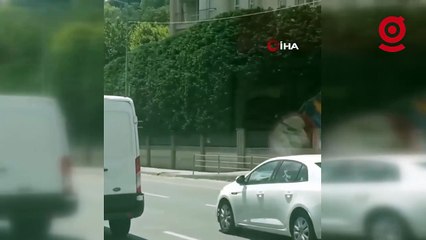 İstanbul'da kurbanlık dana firarda: Trafiği birbirine katan dana iki ilçe değiştirdi