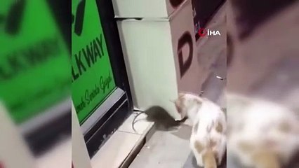 Elazığ’da kedinin sokakta karşılaştığı fare ile oyunu izleyenleri gülümsetti