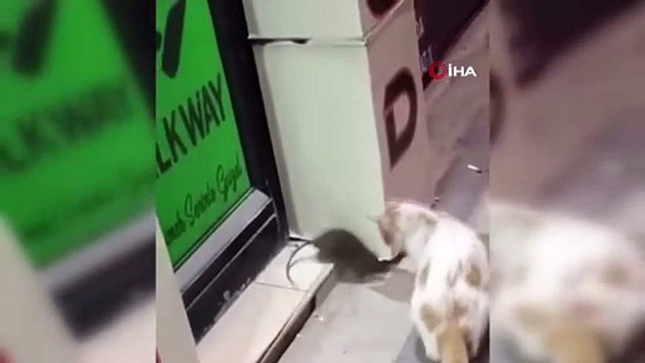 Elazığ’da kedinin sokakta karşılaştığı fare ile oyunu izleyenleri gülümsetti