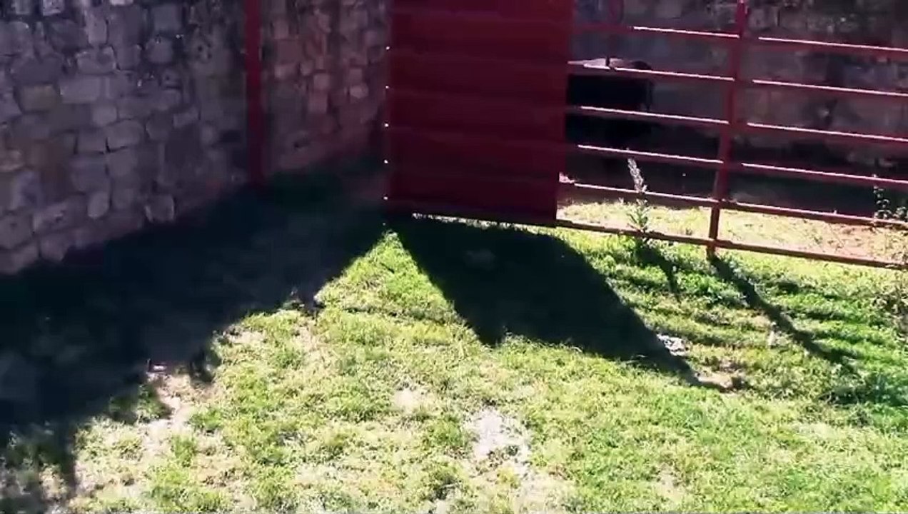 El nuevo novillo de La Cruz y San Pedro