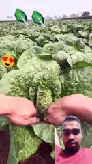 اجمل حبة خس سبحان الخالق المصور