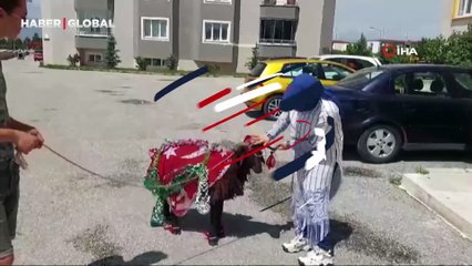 Erzurum "koç" geleneği yaşatılıyor: Gelinler için süslendiler