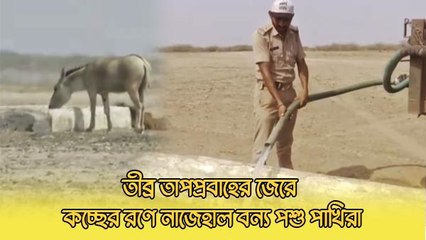 তীব্র তাপপ্রবাহের জেরে কচ্ছের রণে নাজেহাল অবস্থা বন্য পশুদের! তেষ্টা মেটাতে এগিয়ে এল বন বিভাগ