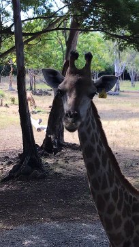 Necking It Right: The Incredible Similarity Between Giraffes and Humans