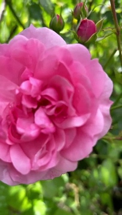 Schüttellotion Rose