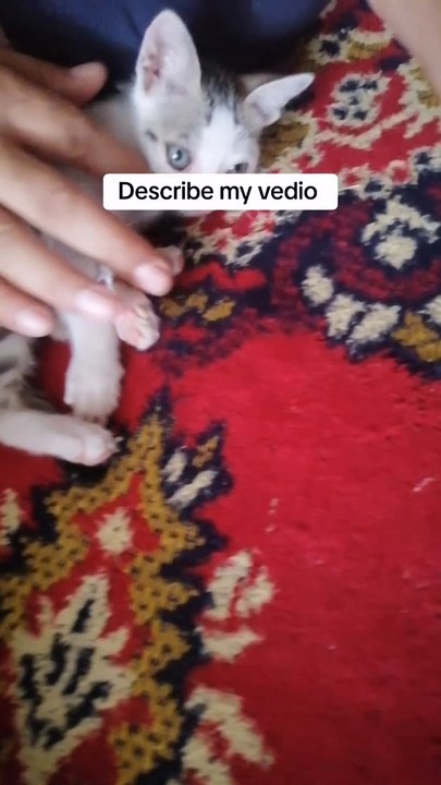 Cute cat