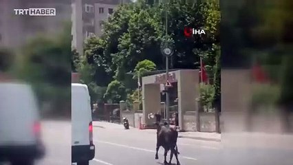 İstanbul'da kaçan kurbanlık iki ilçe gezdi: O anlar kamerada