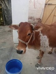 Hamari qurbani ka janwar kaisa hai
