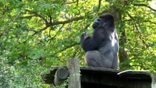 Silverback Gorilla | Amazing Facts about Gorilla in Hindi