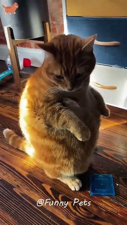Fani cat